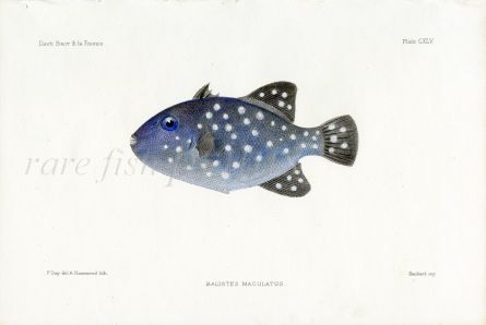 THE WHITE SPOTTED TRIGGERFISH - BALISTES MACULATUS fish print