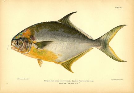 THE COMMON POMPANO or PERMIT fish print