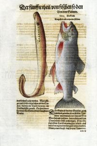 1598 GESNER FISH PRINT - THE ATLANTIC SALMON - FEMALE & LAMPREY