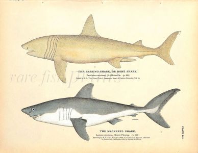 THE BASKING SHARK & MACKEREL SHARK print