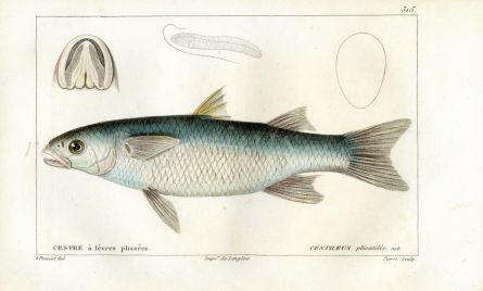CUVIER - THE LOBED RIVER MULLET fish print