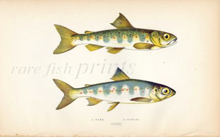 THE SALMON PARR fish print