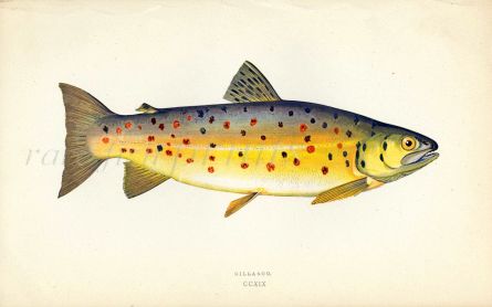 THE GILLAROO fish print