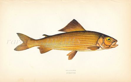 THE GRAYLING fish print