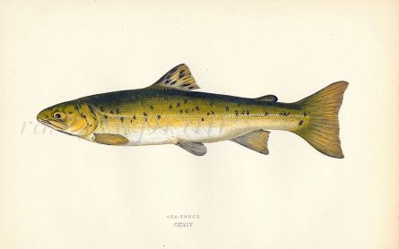 THE SEA TROUT fish print