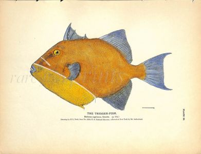 THE TRIGGER FISH print