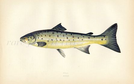 THE PEAL - YOUNG SEA TROUT fish print