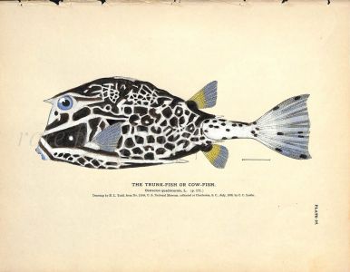 THE TRUNK FISH print