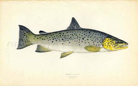 THE LAKE TROUT fish print