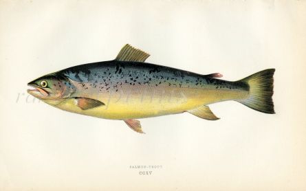 THE SALMON TROUT fish print