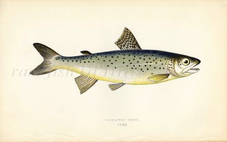 THE LOCHLEVEN TROUT  fish print