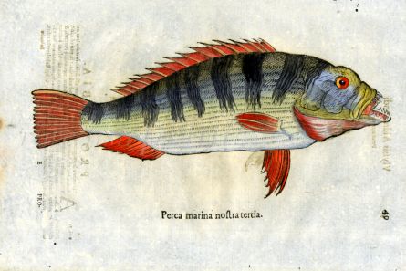 ALDROVANDI - THE MARINE PERCH woodcut fish print 1638 (Perca marina)