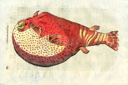 ALDROVANDI - THE GIANT PUFFERFISH woodcut fish print 1638