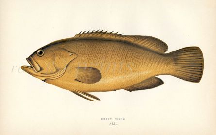 THE DUSKY PERCH GROUPER fish print