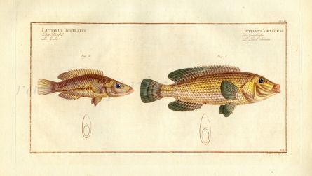 THE SNOUTED LUTIAN & THE GREEN-FIN WRASSE Bloch fish print (Lutianus virescens & Lutianus rostratus)