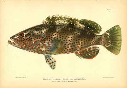 THE ROCK HIND CABRILLA GROUPER fish print