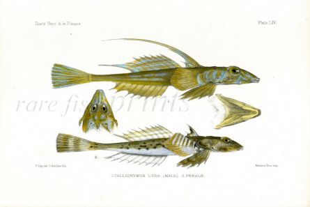 THE COMMON DRAGONET - CALLIONYMUS LYRA fish print