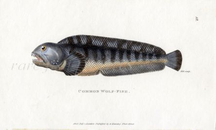 THE COMMON WOLFFISH print