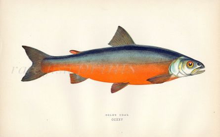 COLE'S CHAR fish print