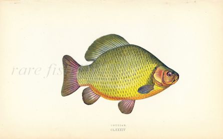 THE CRUCIAN CARP fish print
