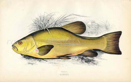 THE TENCH fish print
