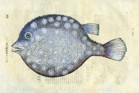ALDROVANDI - THE STARRY PUFFERFISH woodcut fish print 1638 (Orbis stellatus)
