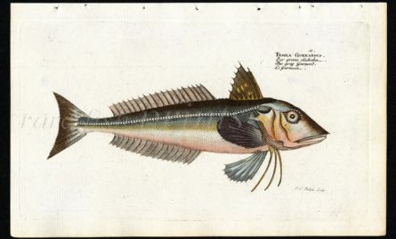 THE GREY GURNARD print (Trigla Gurnardus)