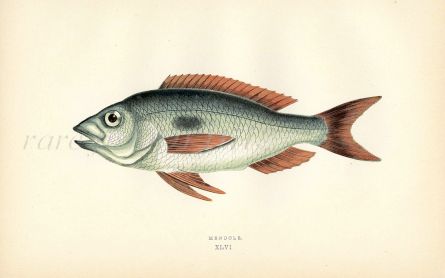 THE MEDITERRANEAN MENDOLE fish print