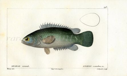 CUVIER - THE ANABAS THE CLIMBING PERCH fish print