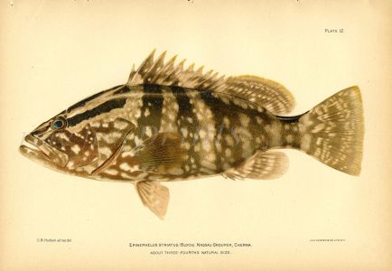 THE NASSAU GROUPER fish print