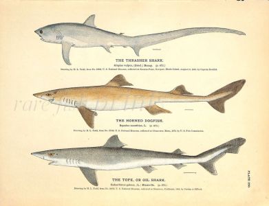 THE THRASHER SHARK, HORNED DOGFISH & TOPE print