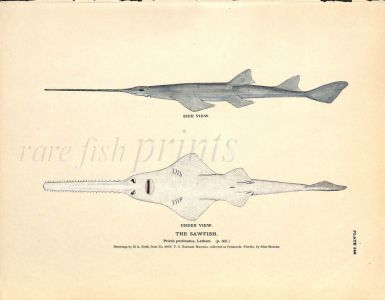 THE SAWFISH print