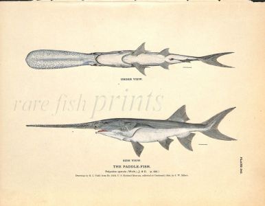THE PADDLEFISH print