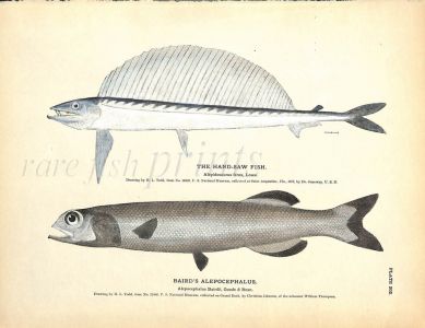 THE HANDSAW FISH & BAIRD'S ALEPOCEPHALUS print