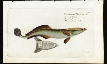 THE REMORA or SUCKINGFISH print (Echeneis Neucrates)
