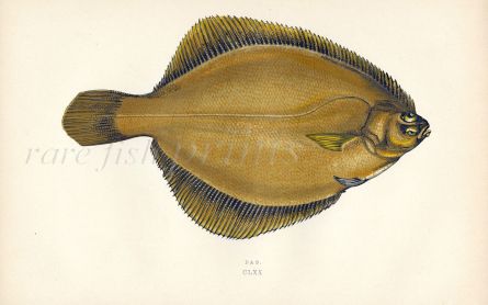 THE DAB FLATFISH print