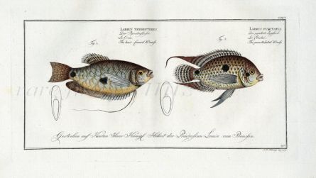 THE HAIR-FINNED WRASSE & THE PUNCTATUS WRASSE Bloch fish print (Labrus trichopterus & Labrus punctatus)