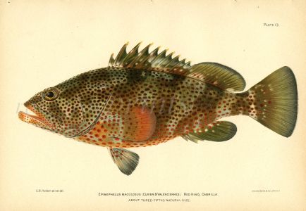 THE RED HIND CABRILLA GROUPER fish print 