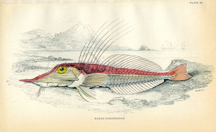 JARDINE/LIZARS - THE MAILED PERISTEDION  gurnard fish print