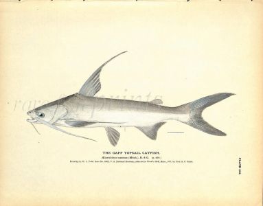 THE GAFF TOPSAIL CATFISH print