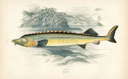 THE HUSO BELUGA STURGEON fish print