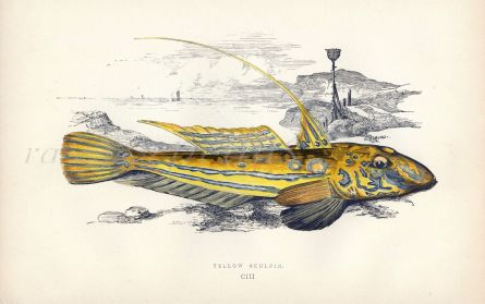 THE YELLOW SCULPIN fish print
