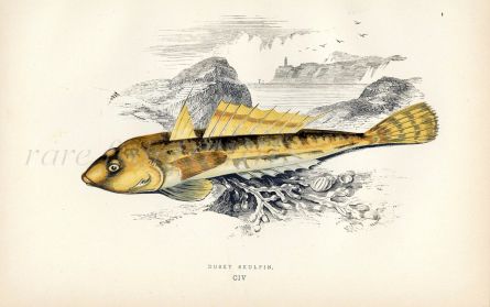 THE DUSKY SCULPIN fish print