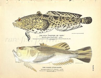 THE GULF TOADFISH & NAKED STARGAZER print