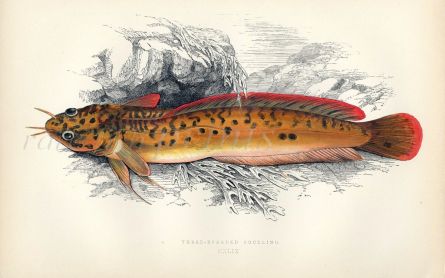 THE THREE-BEARDED ROCKLING fish print