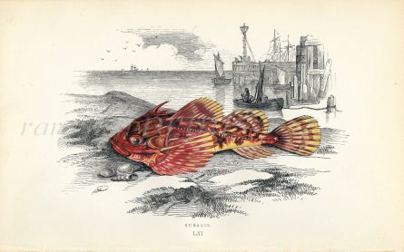 THE BUBALIS BULLHEAD fish print