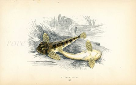 THE MILLER'S THUMB BULLHEAD fish print