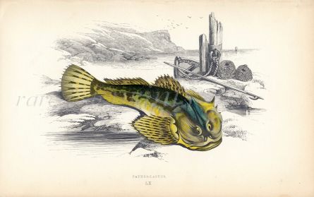 THE FARTHER-LASHER SCULPIN fish print