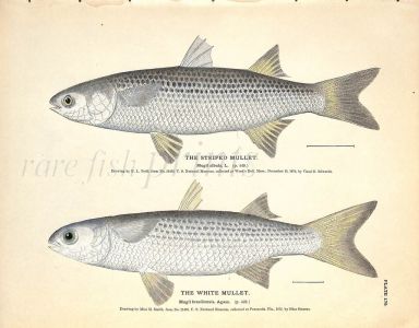 THE STRIPED MULLET AND WHITE MULLET print
