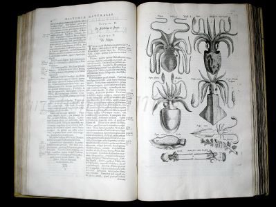 JONSTON & MERIAN - BOOK DETAIL
